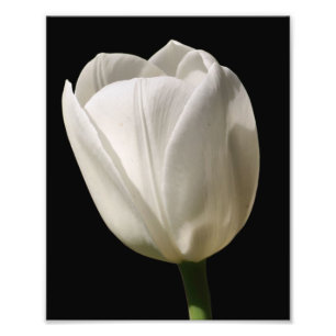 White Tulip Flower In Sunlight 8x10 Photo Print