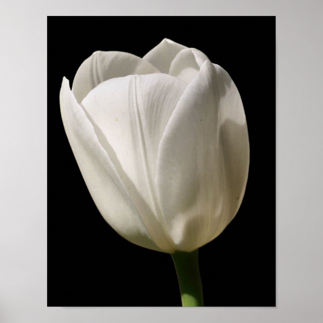 White Tulip Flower In Sunlight Poster (Front)