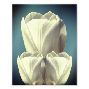 White Tulip Flowers Art 8x10 Photo Print