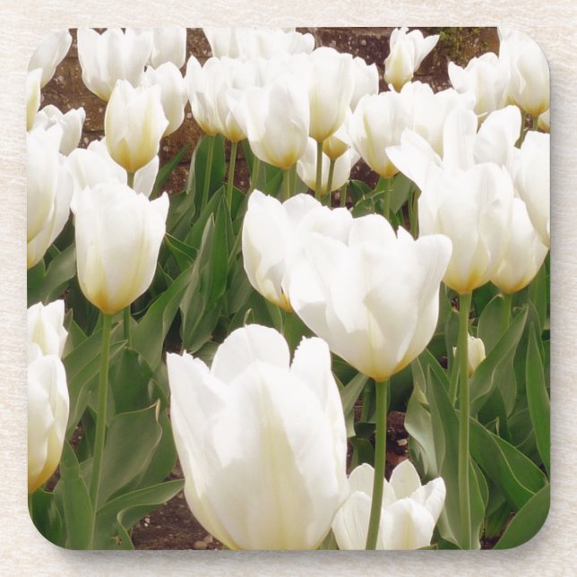 White Tulip Flowers Coaster (Front)