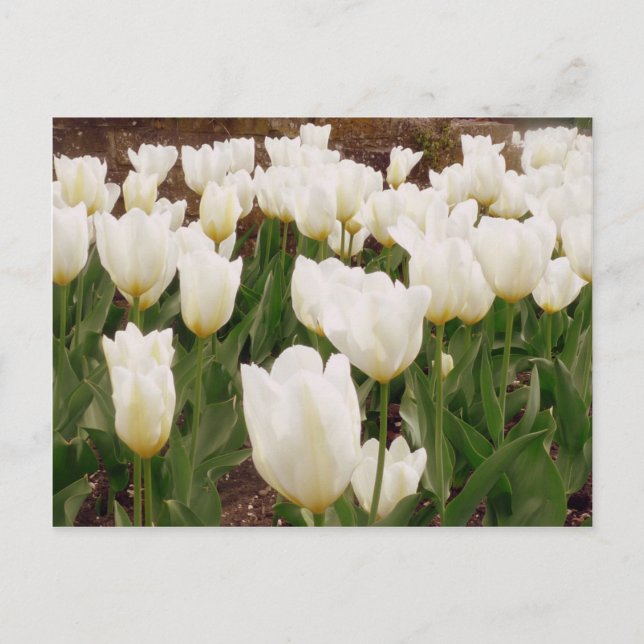 White Tulip Flowers Postcard (Front)