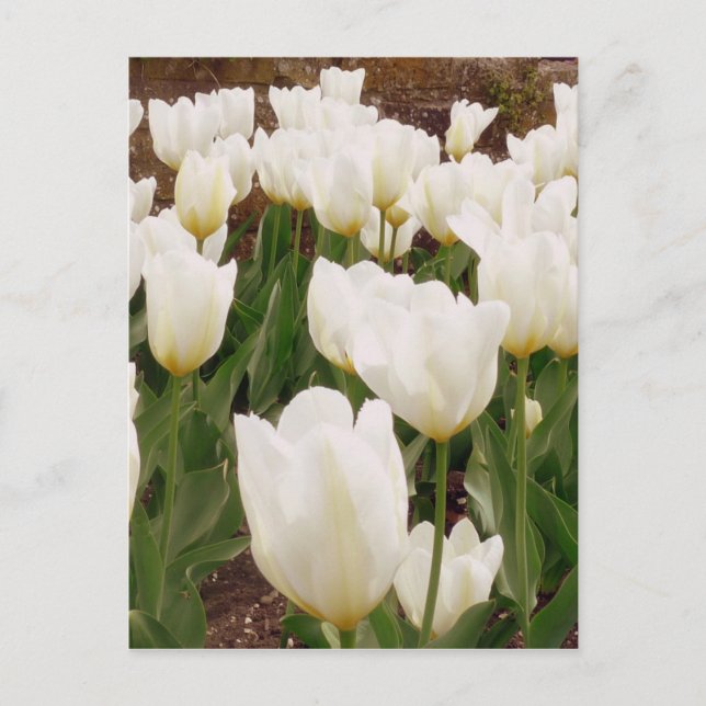 White Tulip Flowers Postcard (Front)