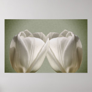 White Tulip Flowers Poster