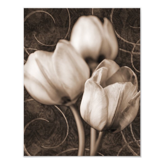 White Tulip Flowers Sepia Black Background floral Photo Print (Front)