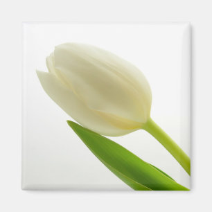 White Tulip Magnet