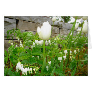 White Tulips