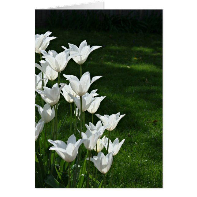 White tulips (Front)