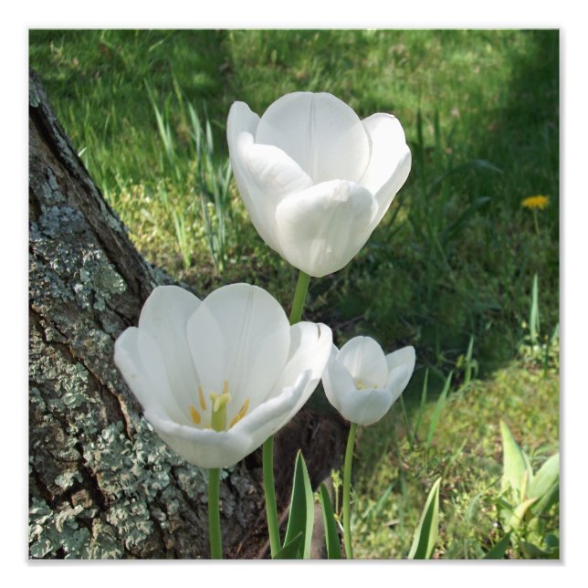 White Tulips Flower Trio Photo Print (Front)