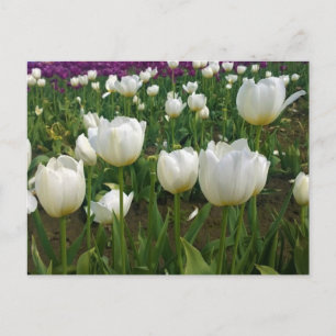 White Tulips in a Field, Oregon Postcard