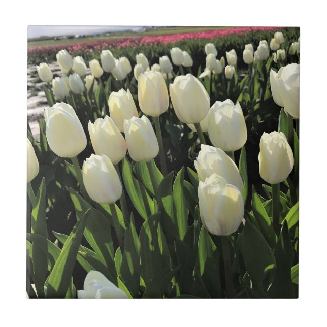 White Tulips in a Field, Oregon Tile (Front)