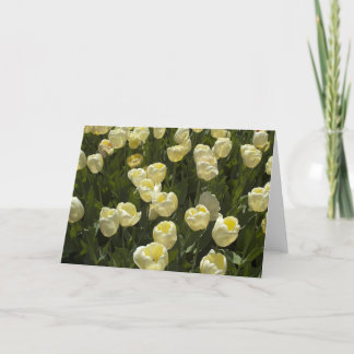 White Tulips in the Boston Gardens Greeting Card