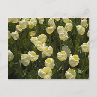 White Tulips in the Boston Gardens Postcard