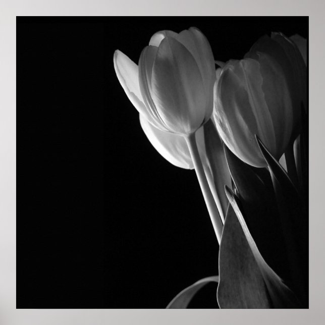 White Tulips Photo On Black Background Poster (Front)