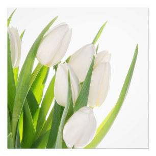 White Tulips Photo Print