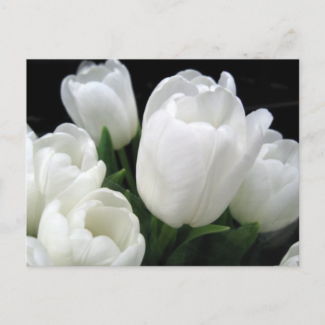 White Tulips Postcard (Front)