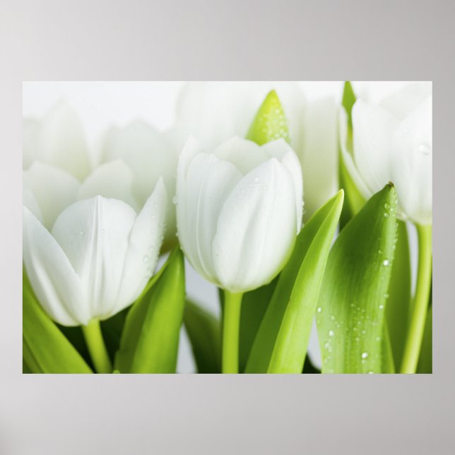 White Tulips Poster (Front)