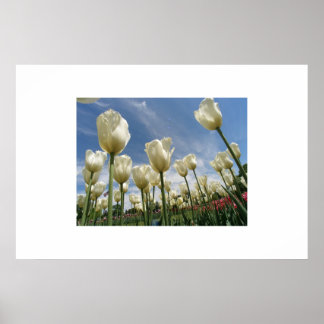 White Tulips Poster