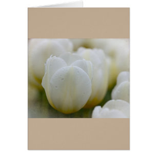 White Tulips with Morning Dew Custom Card
