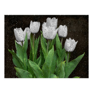 White Tulips with Raindrops on Glass Poster