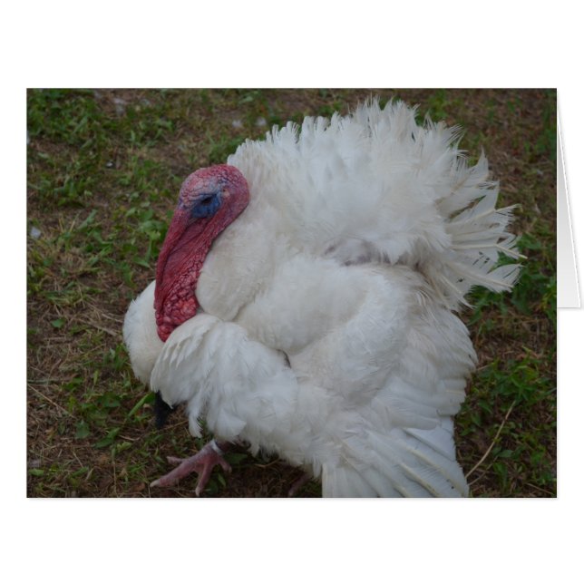 White Turkey (Front Horizontal)
