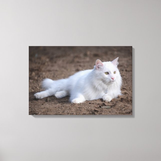 White turkish angora cat on brown background canvas print (Front)