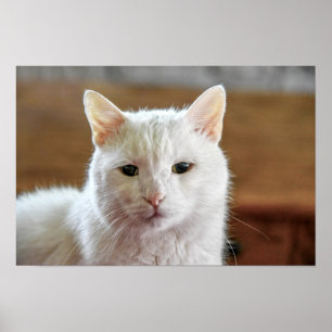 White Turkish Angora Cat Portrait Poster