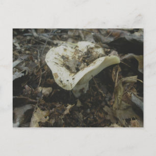 White Vase Mushroom Postcard