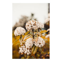 White Viburnum Flowers Blooming Poster Print