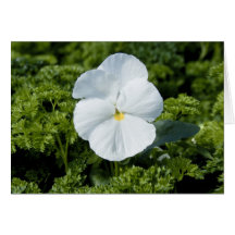 White Viola Card