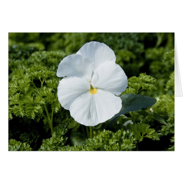 White Viola Card (Front Horizontal)