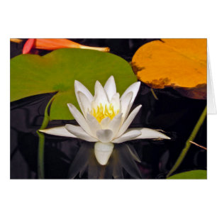 White Water Lily