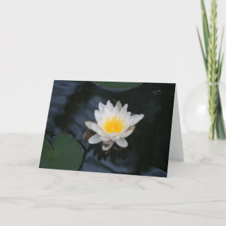 "White Water Lily" Flower Photo Greeting Card