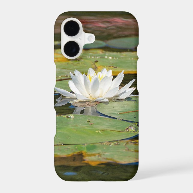 white water lily in pond (Back)