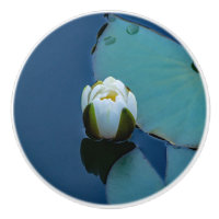 White water lily in the pond, nature photography