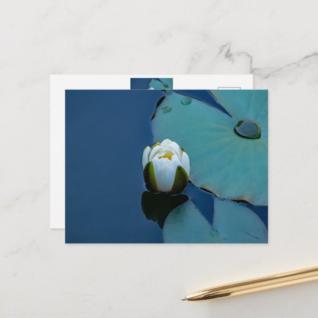 White water lily in the pond, nature photography postcard (Front/Back In Situ)