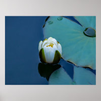 White water lily in the pond, nature photography