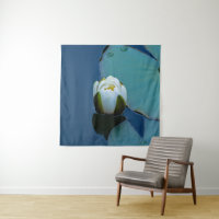 White water lily in the pond, nature photography 