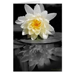 White Water Lily Photograph
