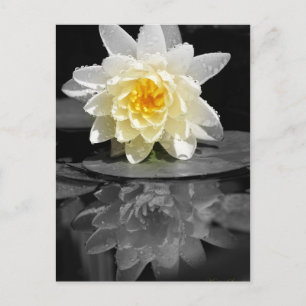 White Water Lily Photograph Postcard