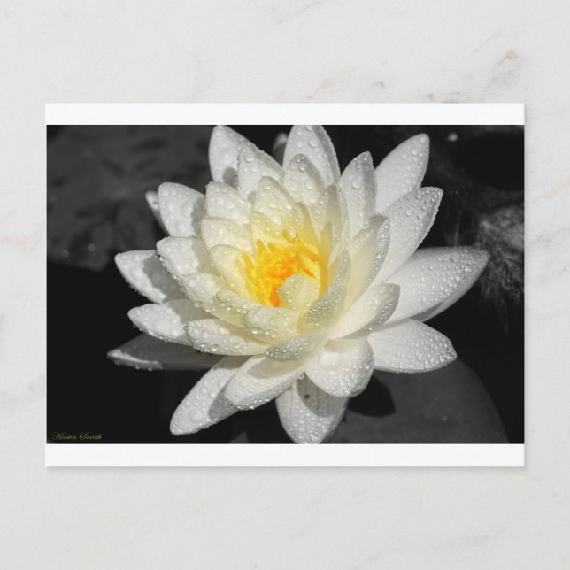 White Water Lily Photograph Postcard (Front)