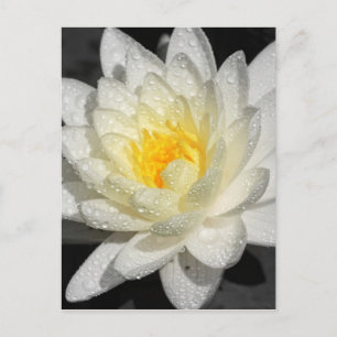 White Water Lily Photograph Postcard
