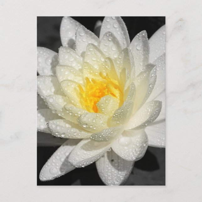 White Water Lily Photograph Postcard (Front)