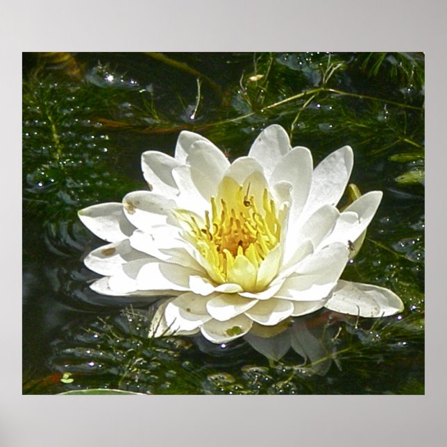 White Water Lily Poster (Front)