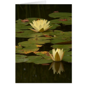 White Waterlilies