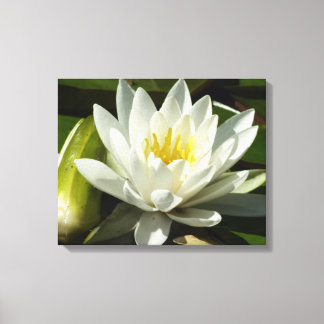 White Waterlily and Bud Floral Canvas Print