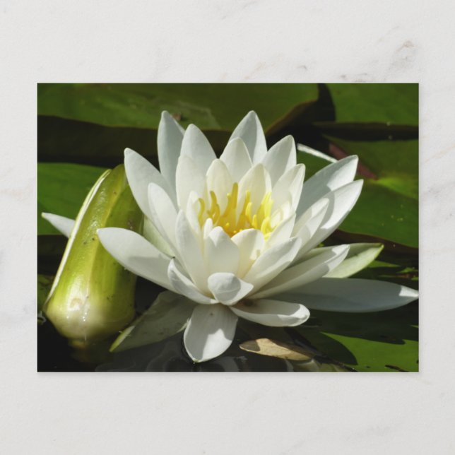 White Waterlily and Bud Floral Postcard (Front)