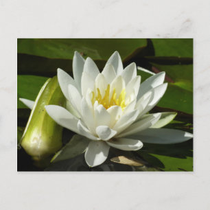 White Waterlily and Bud Floral Postcard