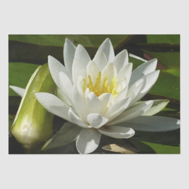 White Waterlily and Bud Floral Tissue Paper (Front)