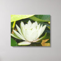 White Waterlily