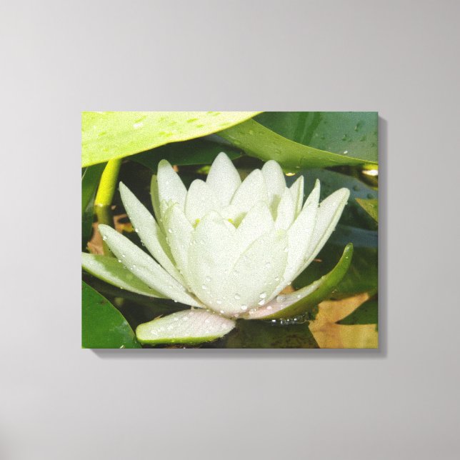 White Waterlily Canvas Print (Front)